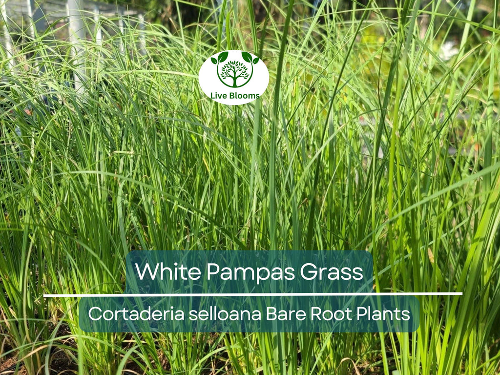 1 White Pampas Grass – Live Bare Root Plant – Cortaderia Selloana Ornamental Grass for Privacy, Landscape, and Dried Decor