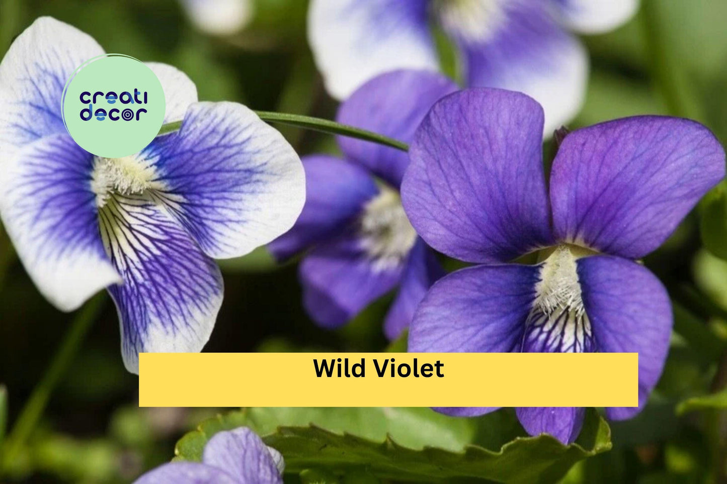 Wild Violet Live Plants | 20+ Rooted Perennial Starters | Viola spp. Hardy Groundcover with Purple Spring Flowers for Gardens