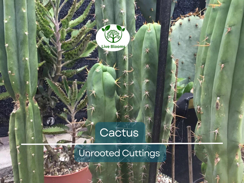 1 Foot Cactus Unrooted Cuttings – Perfect for Propagation, Garden Cactus, Easy-to-Grow, Ideal for DIY Projects