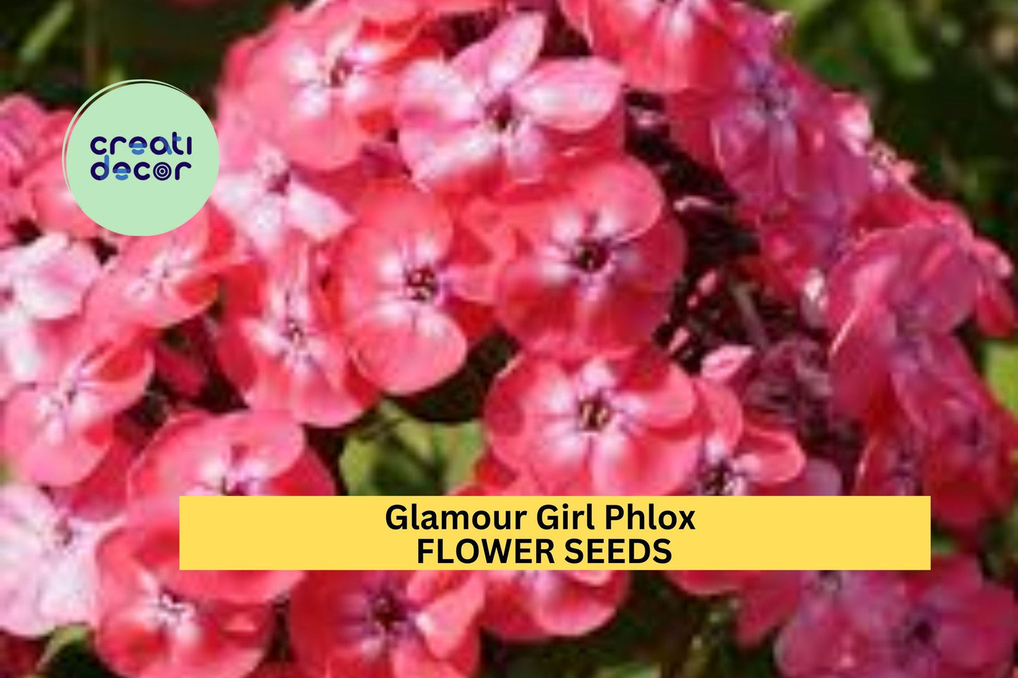 100+ Glamour Girl Phlox Seeds – Bright Coral-Pink Blooms for Garden Planting, Tall Summer Perennial for Borders & Pollinator Gardens – USA