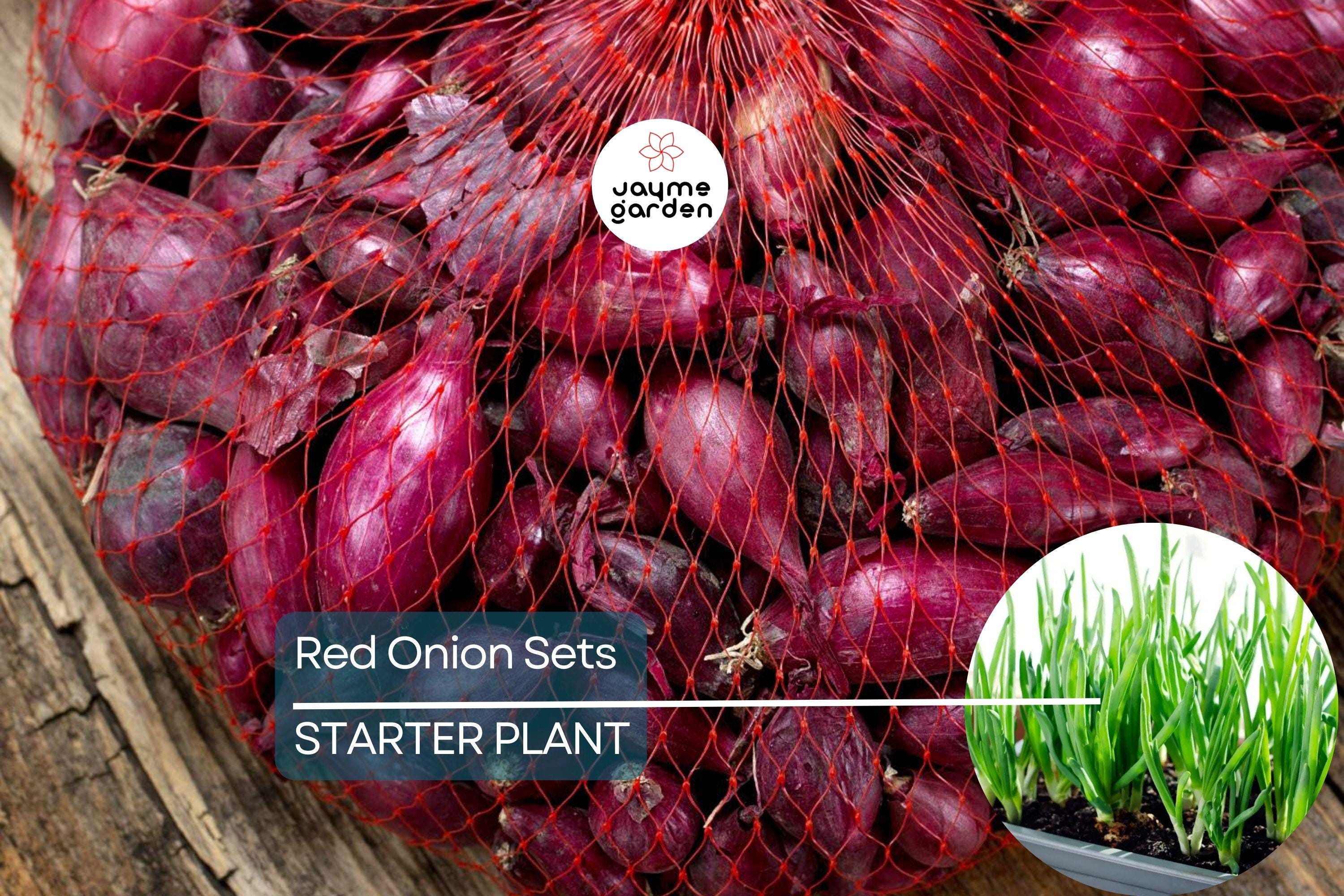 Red Onion Sets - 8 oz. (40-60 Bulbs) | Naturally Grown, Non-GMO | Red Baron Variety | Long-Day, Storage Onion |