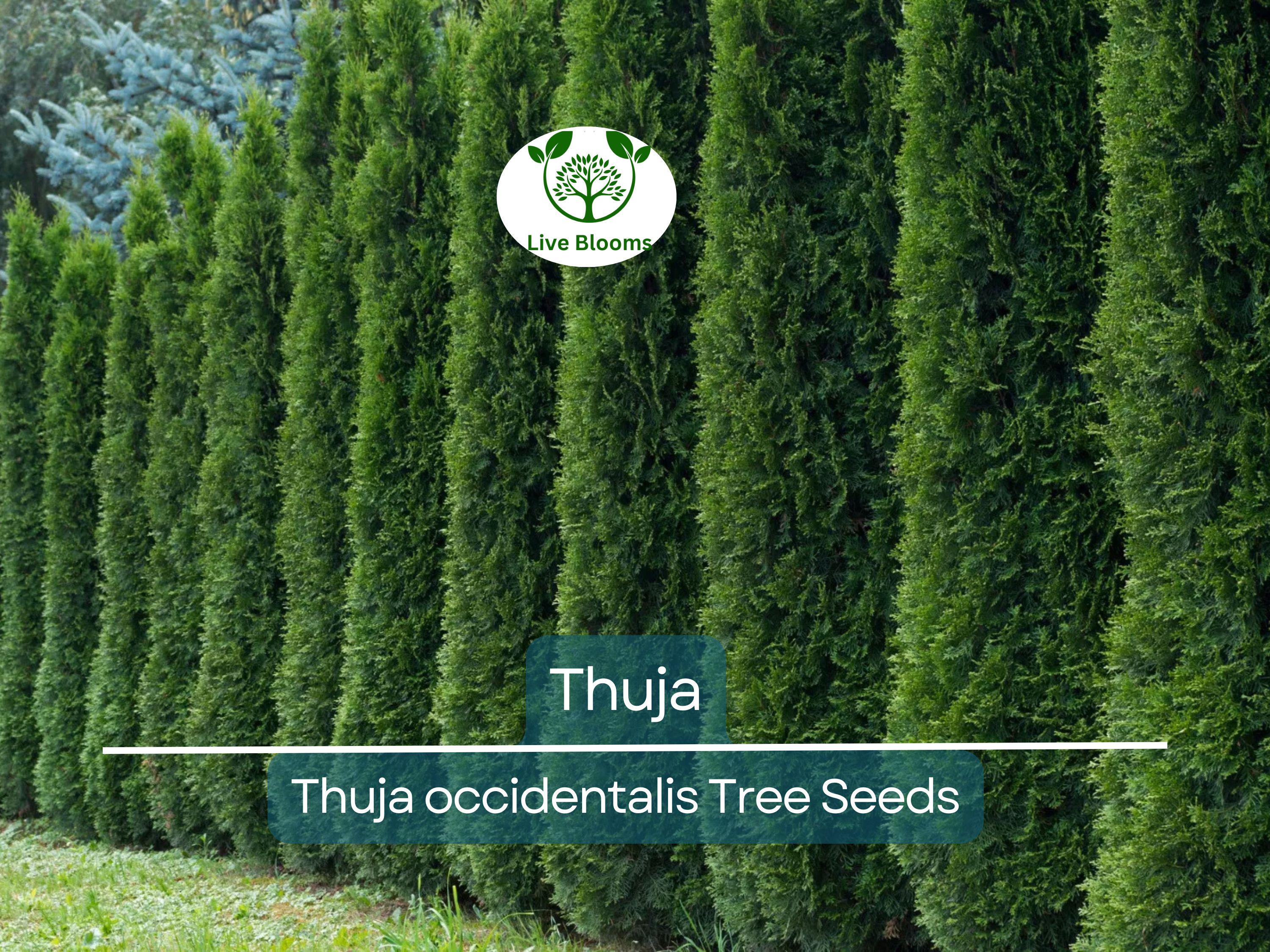 50 Thuja Tree Seeds (Thuja occidentalis), White Cedar Arborvitae, Fast-Growing Hedge Row, Privacy Screen, Evergreen, Perfect for Landscaping