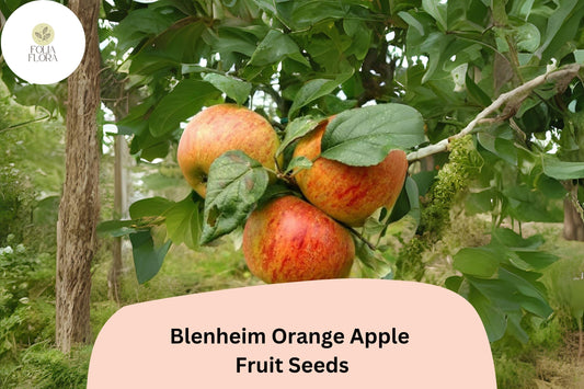 25+ Blenheim Orange Apple Seeds for Planting | Heirloom English Apple Tree | Sweet Tart Fruit | Garden Orchard Seeds