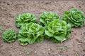 Buttercrunch – Butterhead Lettuce 700 Seeds | Classic Heirloom Lettuce | Sweet & Tender Leaves | Heat-Tolerant Butterhead