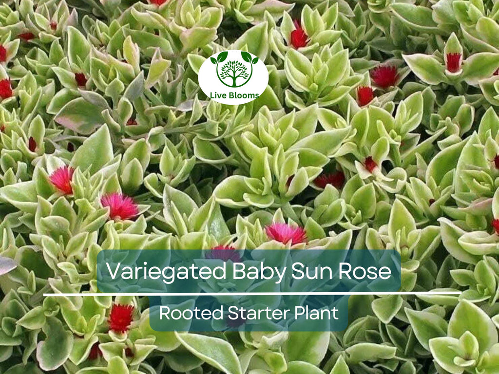 3 Variegated Baby Sun Rose Live Starter Plants - Aptenia Cordifolia Variegata, Trailing Succulent, Low Maintenance Groundcover
