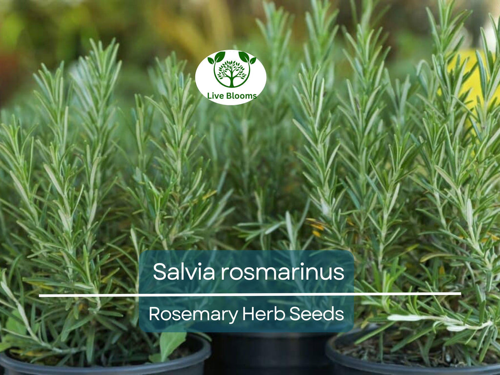 100 mg Seeds Rosemary Herb – Salvia rosmarinus for Planting | Aromatic Culinary for Home Gardens