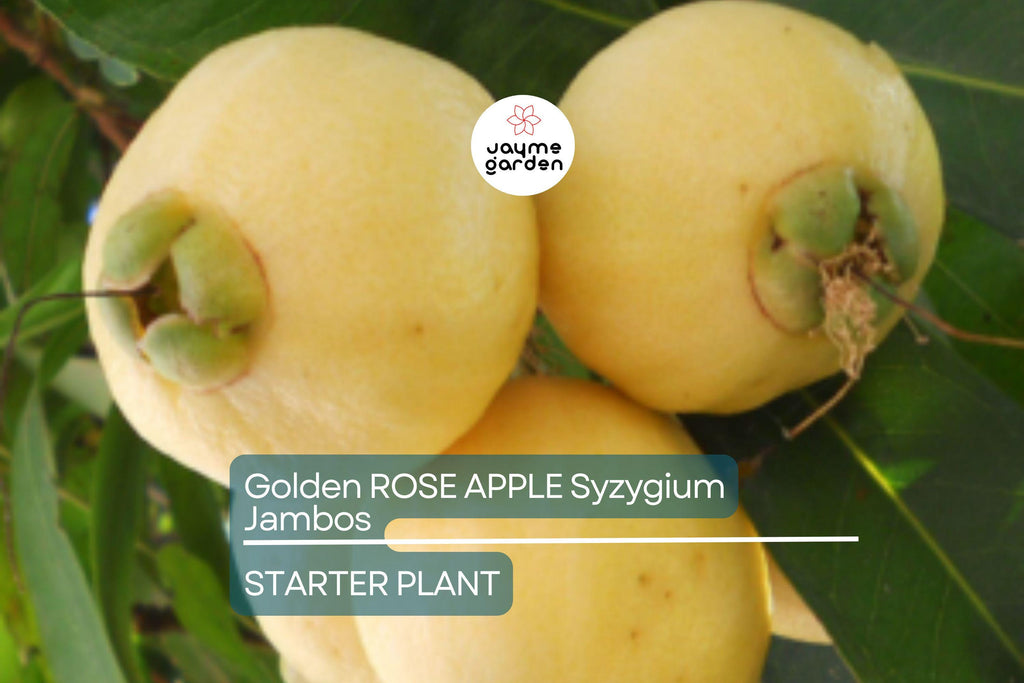Golden Rose Apple (Syzygium jambos) – Live Rooted Plant, 4”+ Tall, Tropical Fruit Tree