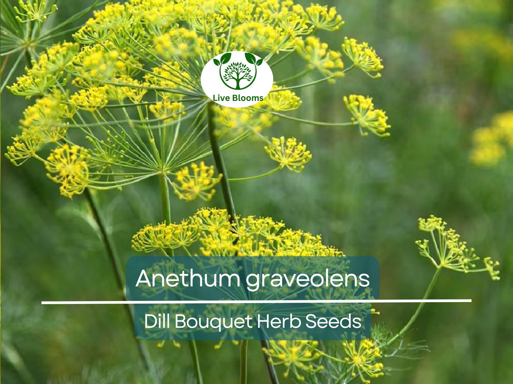 700 Dill Bouquet Seeds for Planting – Anethum graveolens – Fresh Herb for Cooking, Pickling, Gardening, Easy to Grow