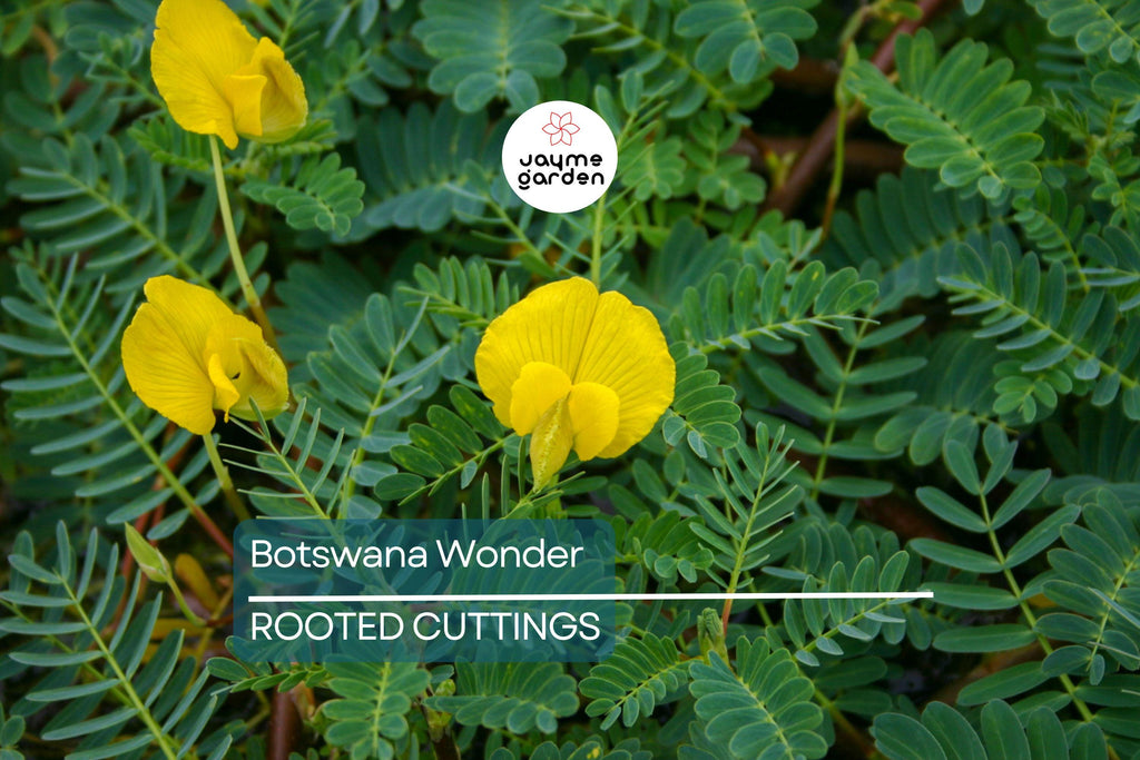 Botswana Wonder Sensitive Plant – Aeschynomene Fluitans | Tropical Aquatic Pond Plant | Floating Plant with Yellow Flowers
