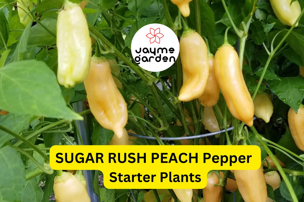 3 Sugar Rush Peach Pepper Starter Plants - Sweet & Spicy - High Yield for Hot Sauce, Snacking, Garden Growing