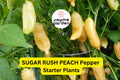3 Sugar Rush Peach Pepper Starter Plants - Sweet & Spicy - High Yield for Hot Sauce, Snacking, Garden Growing