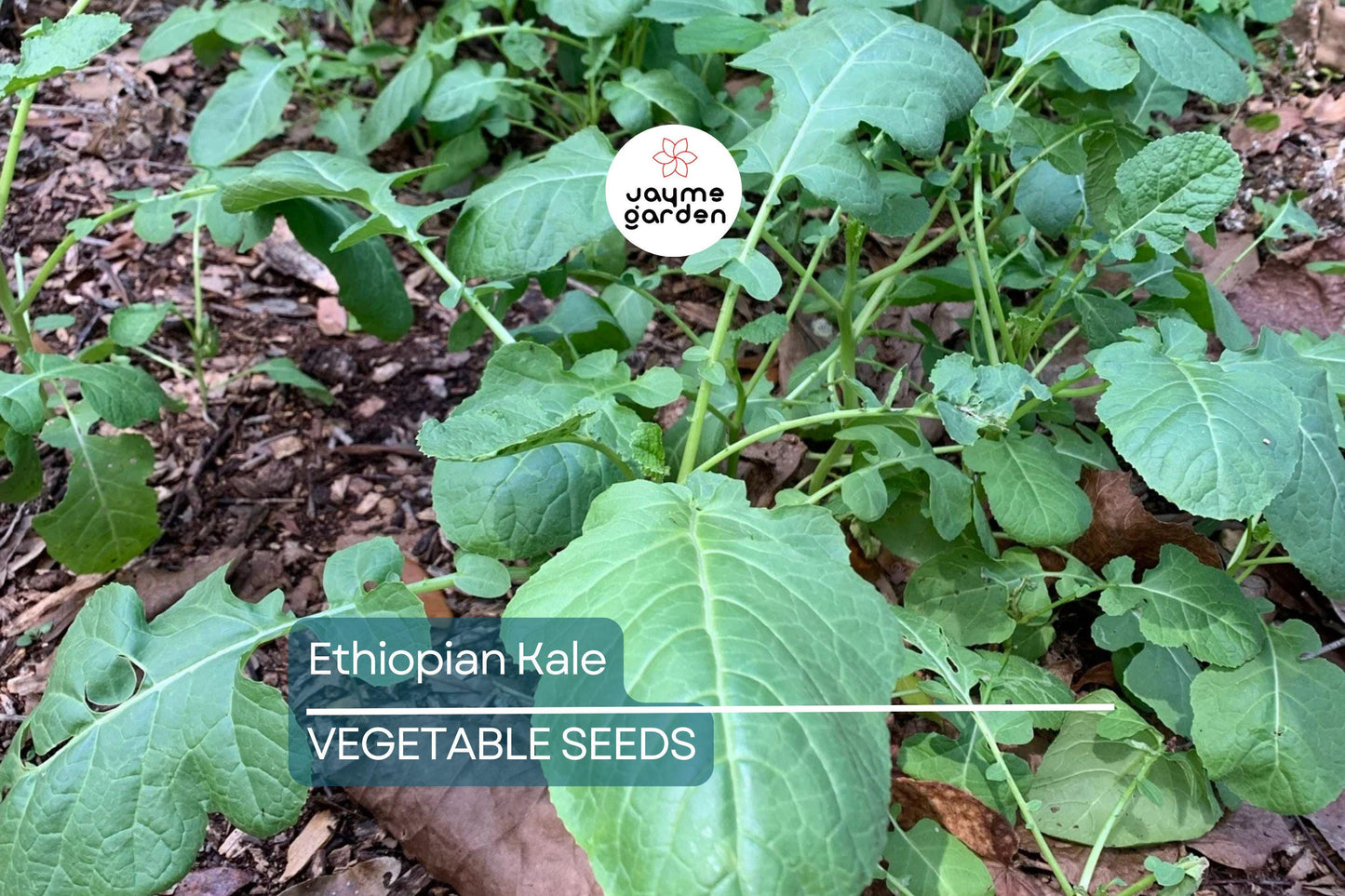 1,000 Ethiopian Kale Seeds - Brassica Carinata | Heirloom Non-GMO | Abyssinian Mustard | Nutritious Leafy Green | Free Shipping