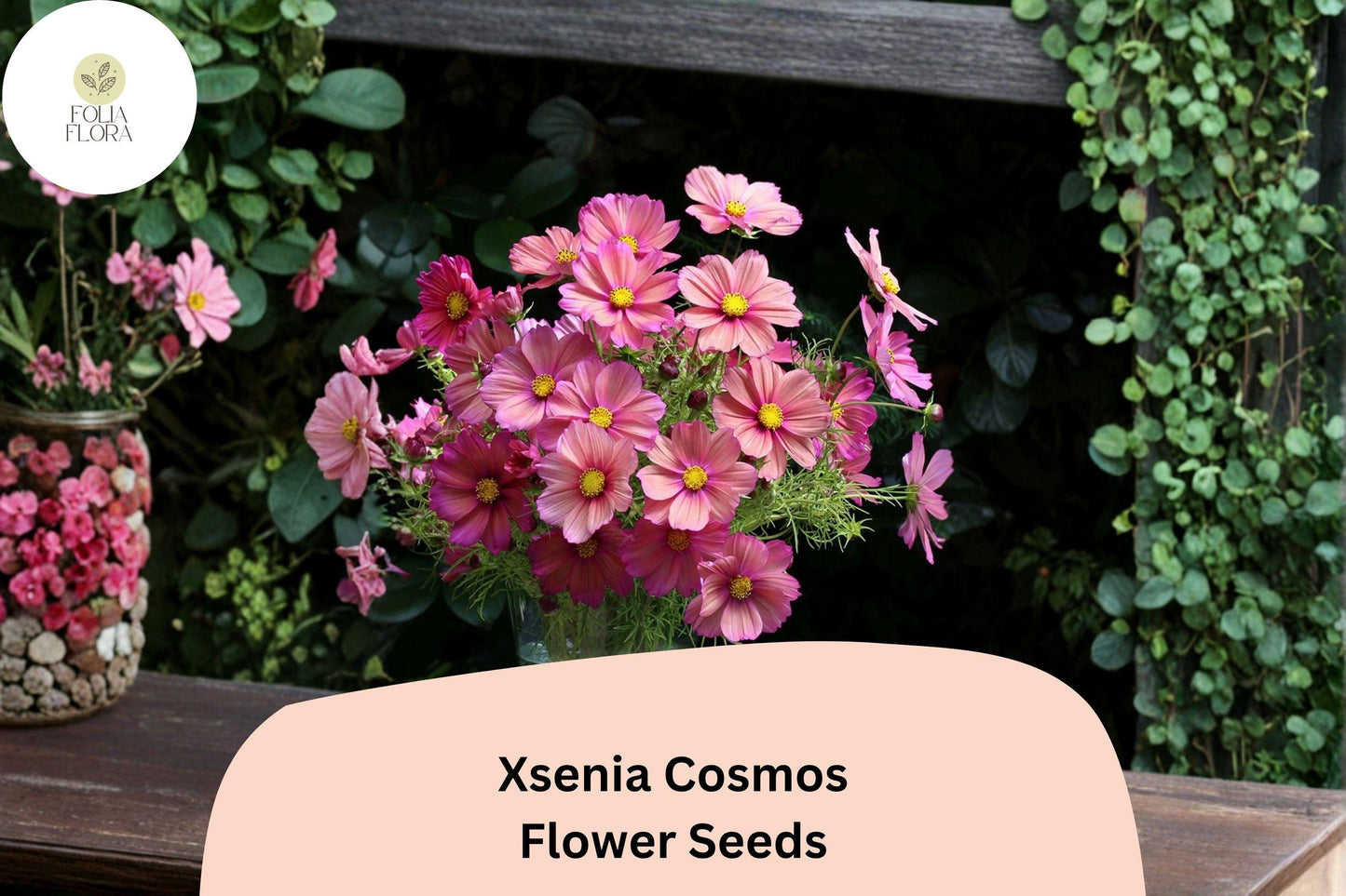 200+ Xsenia Cosmos Seeds | Cosmos bipinnatus Peach Pink Blooms | Easy Annual Garden Flower for Borders & Pollinators