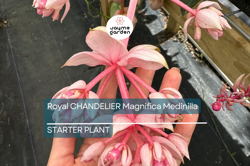 Royal Chandelier Medinilla Malaysian Orchid - Live Starter Plant- Rare, Pink Blooms - Indoor/Outdoor, Well Rooted, Cacti & Succulent