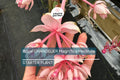 Royal Chandelier Medinilla Malaysian Orchid - Live Starter Plant- Rare, Pink Blooms - Indoor/Outdoor, Well Rooted, Cacti & Succulent