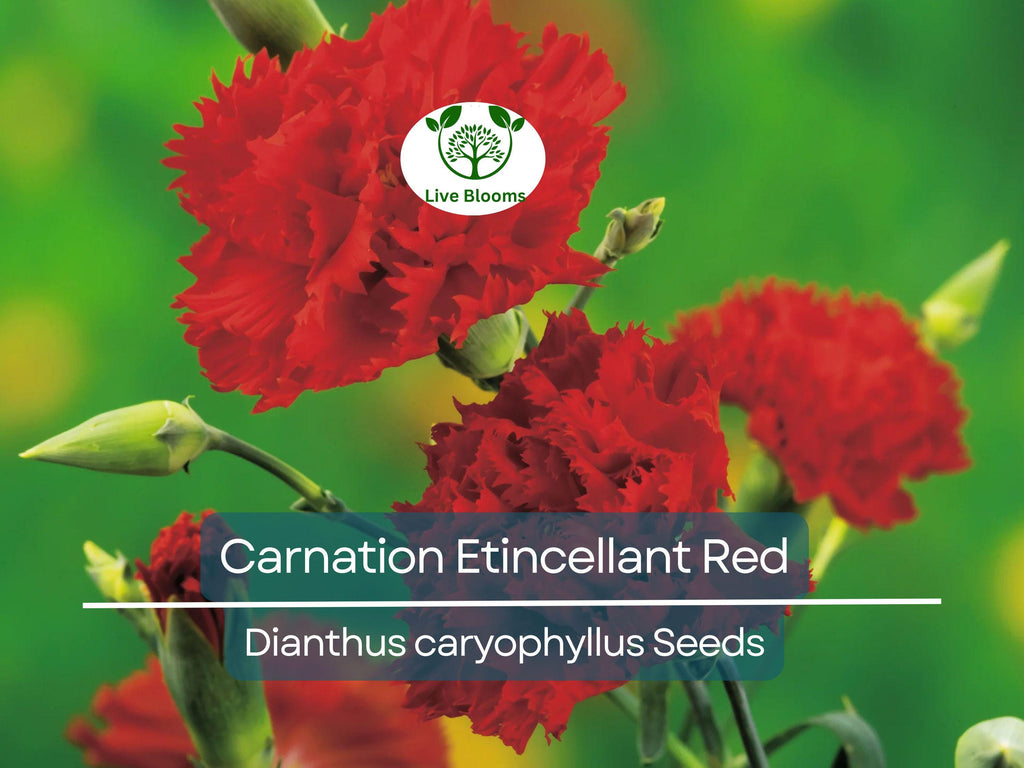 25 Seeds Carnation Etincellant Red - Fragrant Non-GMO Pollinator-Friendly Cut Flowers, Perfect for Gardens Bouquets (Dianthus caryophyllus)
