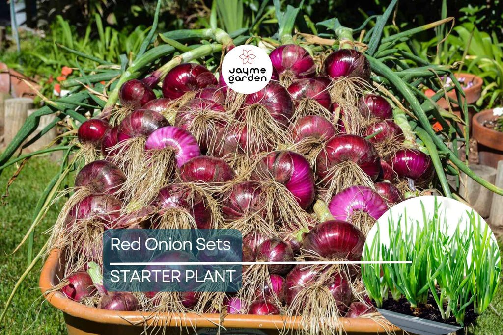 Red Onion Sets - 8 oz. (40-60 Bulbs) | Naturally Grown, Non-GMO | Red Baron Variety | Long-Day, Storage Onion |