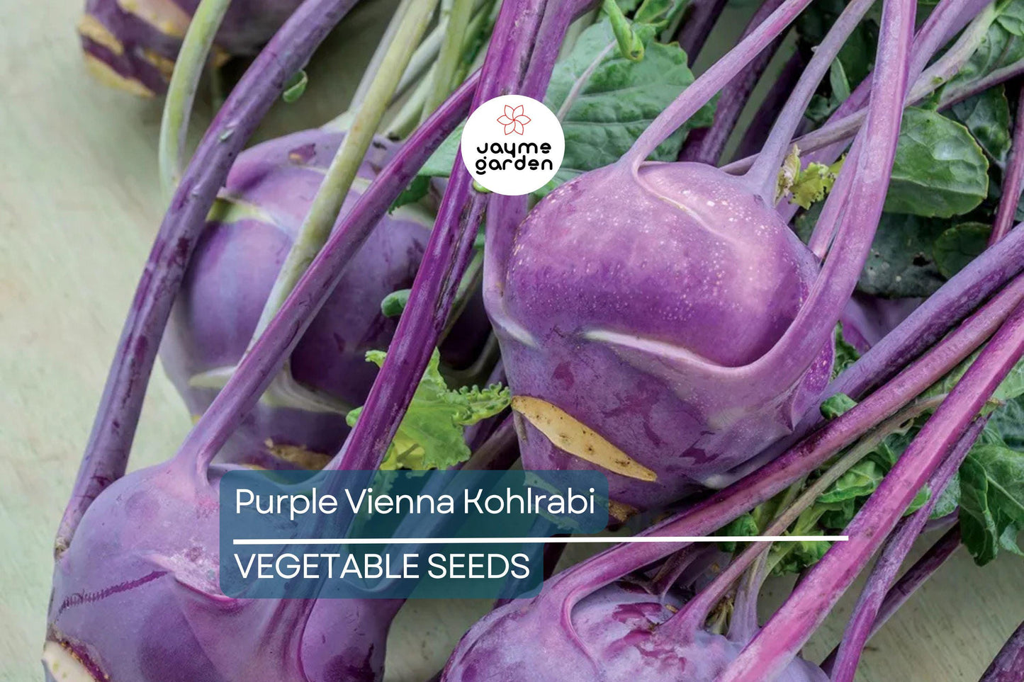 1000 Purple Vienna Kohlrabi Seeds - Non-GMO Heirloom | Cool Season Root Vegetable | Fast Growing | Free Shipping