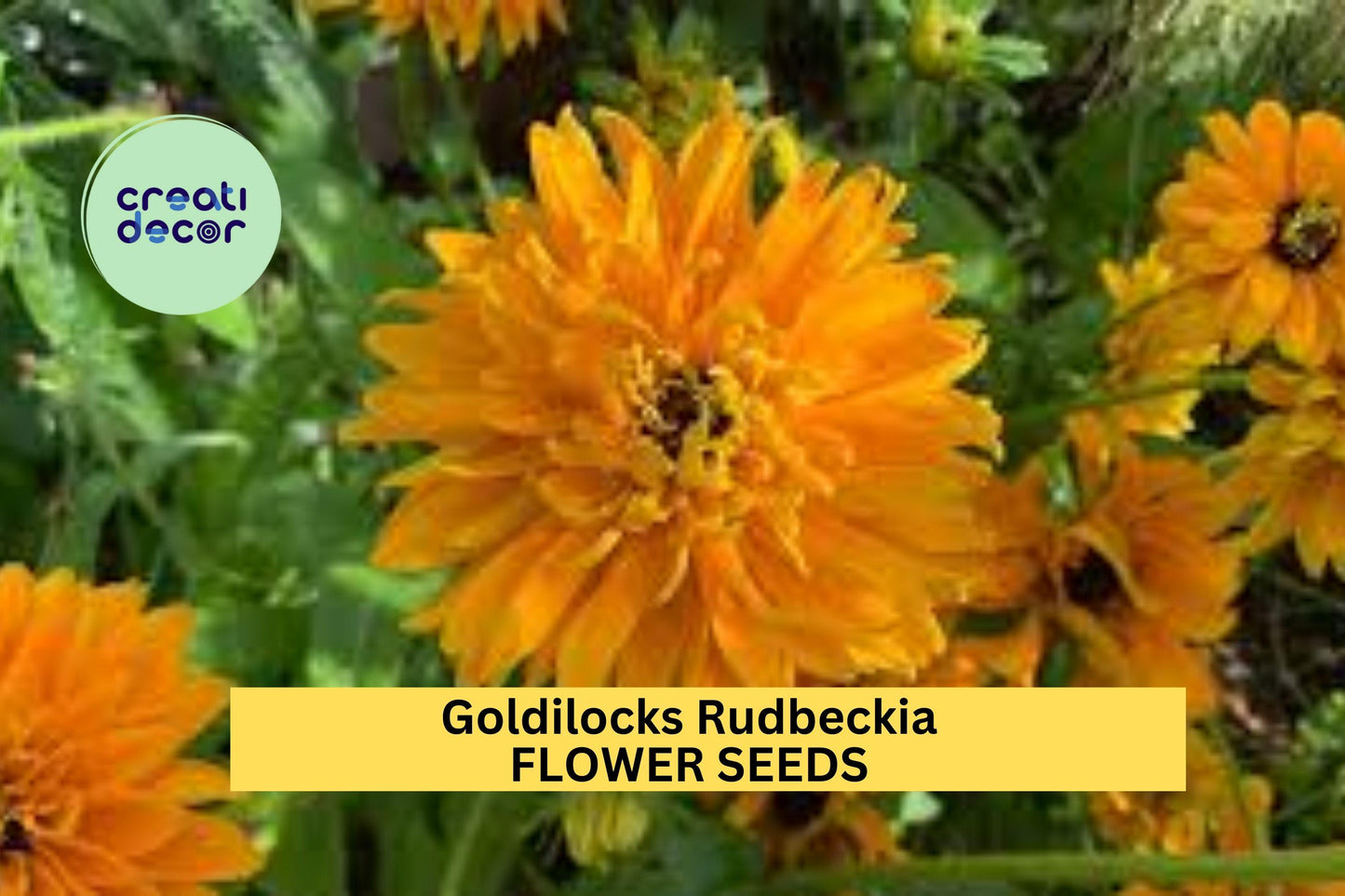 200+ Goldilocks Rudbeckia Seeds – Golden-Orange Double Blooms for Garden Planting, Pollinator-Friendly Annuals – USA