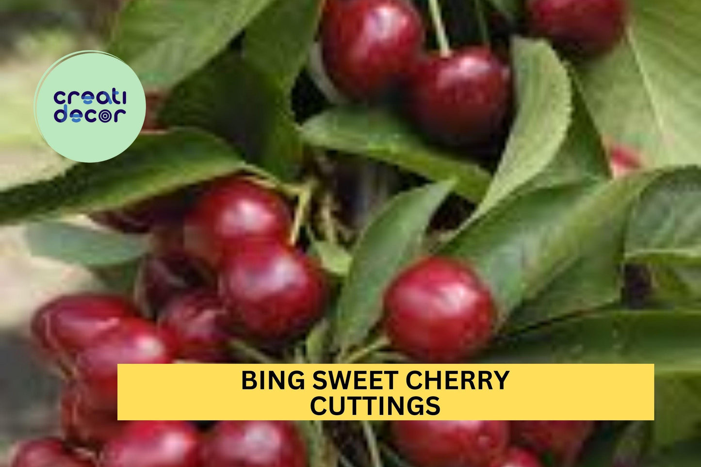 5 Bing Sweet Cherry Cuttings – Prunus avium Hardwood Scion Wood for Grafting or Propagation – Heirloom Fruit Tree – USA
