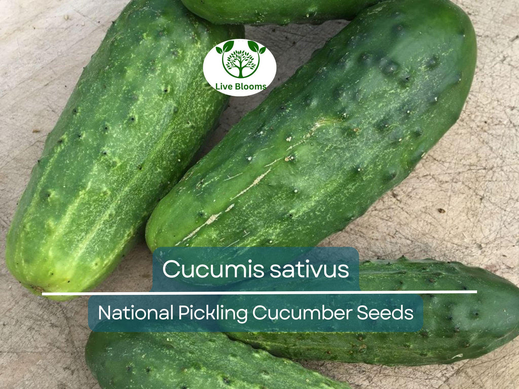 35 Seeds Cucumber National Pickling - Cucumis sativus | Heirloom Variety for Planting, Gardening & Ideal for Fresh Pickles