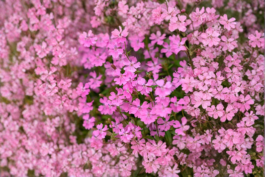 Nodding Catchfly – Silene pendula 100 Seeds | Low-Growing Annual | Bright Pink Blooms | Cottage Garden Favorite
