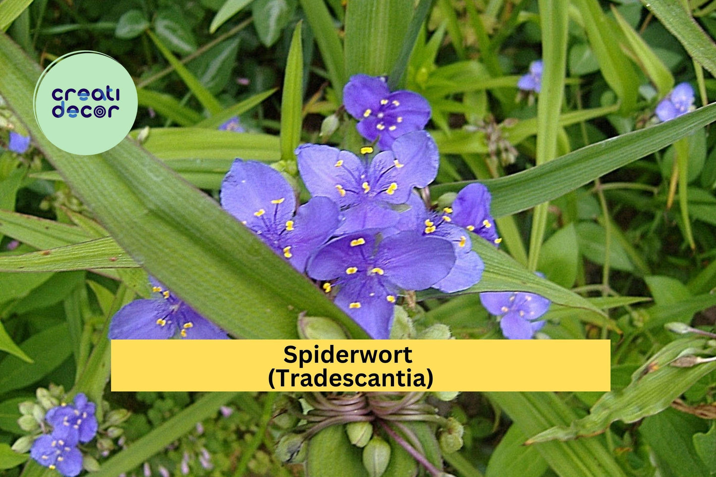 Spiderwort Bare Root Plants – 10 Perennial Roots – Tradescantia – Easy Care Blue-Purple Blooms for Shade or Sunny Gardens