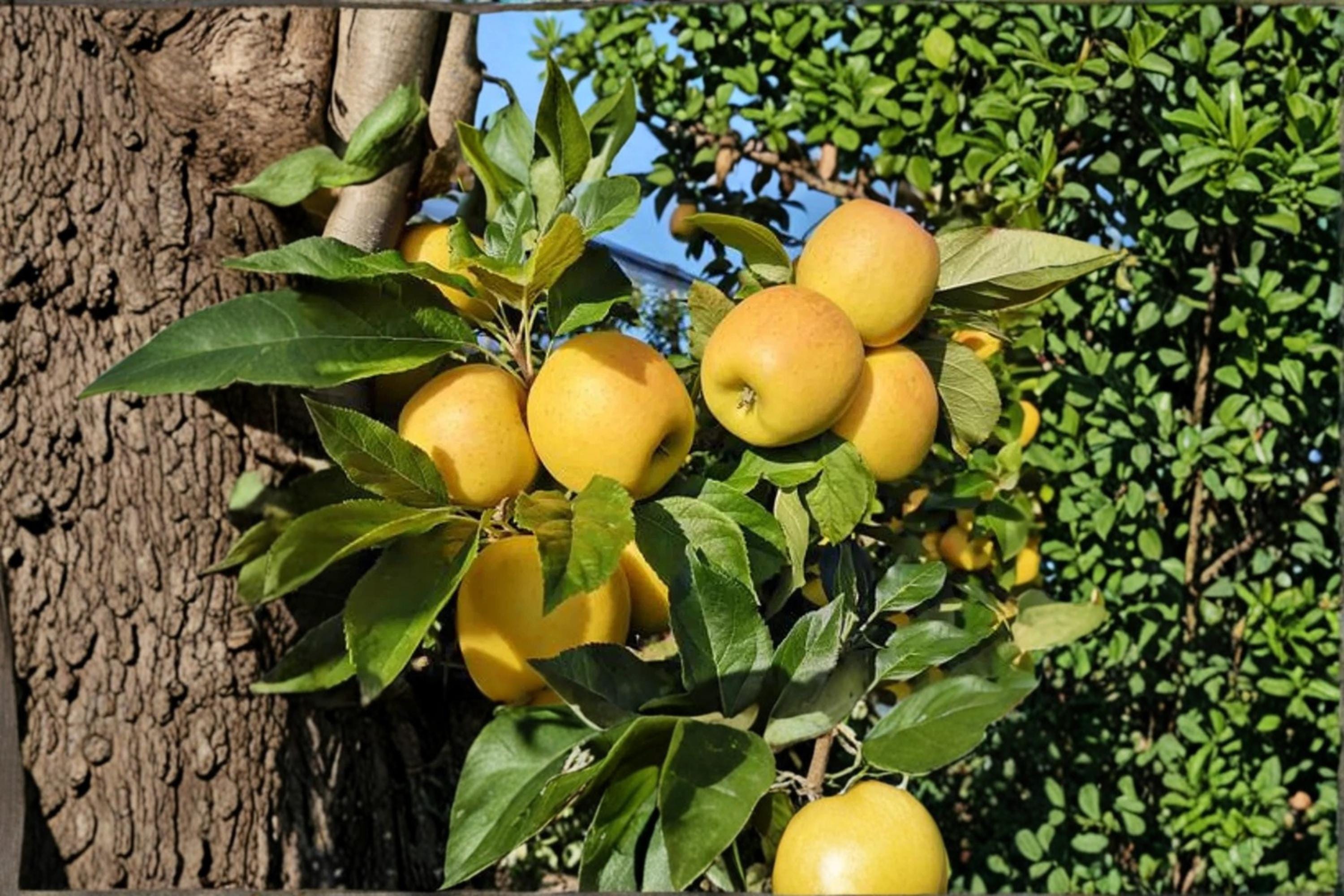 Opal Apple 5 Seeds (Malus domestica Opal) Apple Tree Seeds