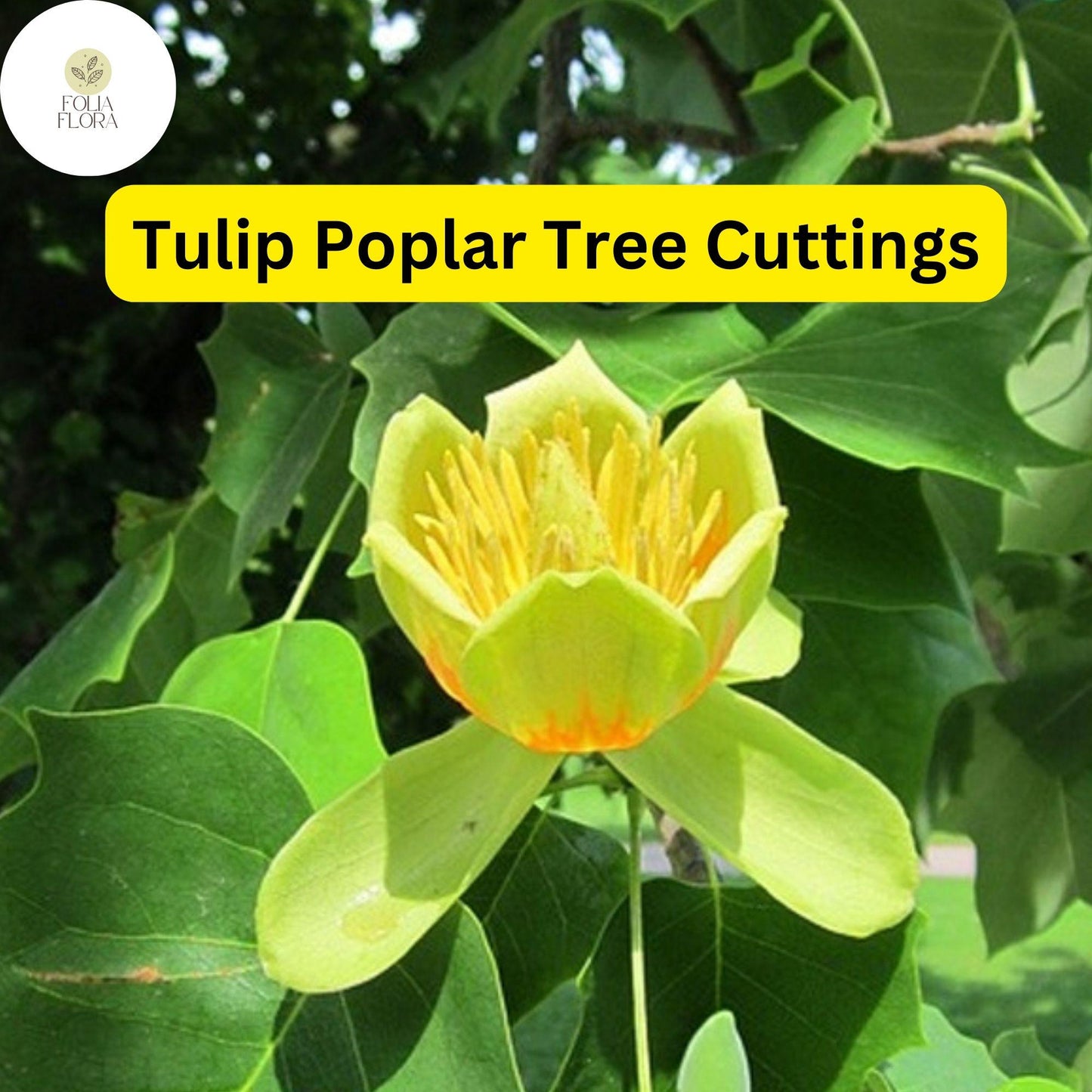 7 Live Cuttings Tulip Poplar Tree (Liriodendron tulipifera) | Fast-Growing Shade Tree | Beautiful Tulip-Shaped Blooms