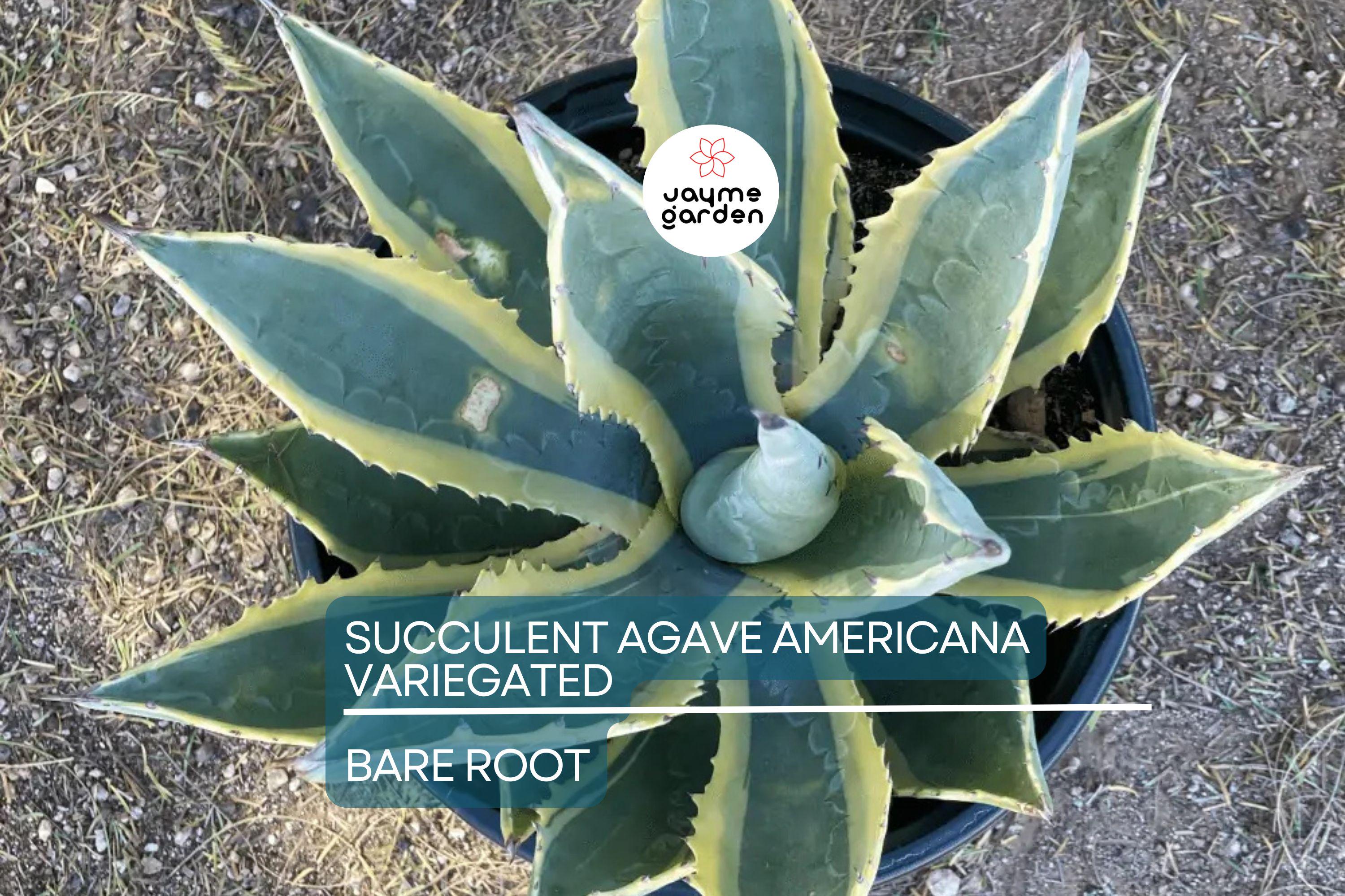 Variegated Agave Americana Century Plant – 6-12” Live Succulent, Green & Yellow