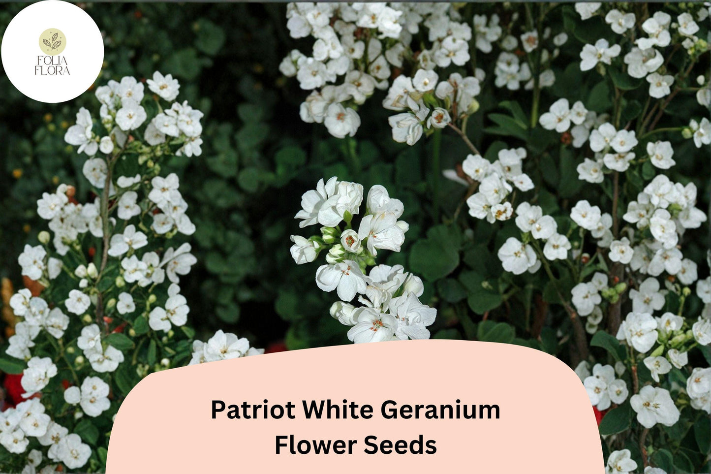 25+ Patriot White Geranium Seeds | Hardy Perennial | Pure White Blooms for Garden Beds, Borders & Containers