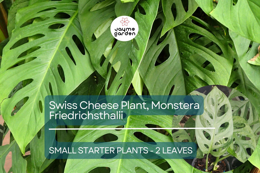 1 Monstera Friedrichsthalii Starter Plant 2-Leaf Vine, Rare Swiss Cheese Plant for Tropical Houseplant Lovers & Indoor Decor