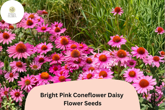 200+ Bright Pink Coneflower Daisy Seeds | Echinacea purpurea | Hardy Perennial Flowers for Pollinator Gardens