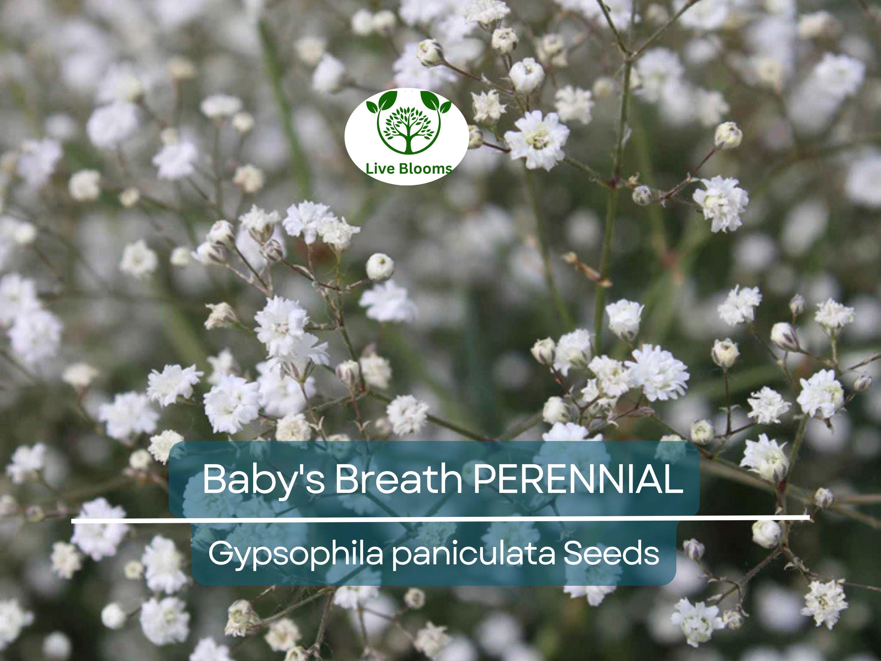 200 Seeds Baby's Breath PERENNIAL Gypsophila paniculata, Classic Cut Flowers, Pollinator-Friendly, Non-GMO, Fragrant White Flowers