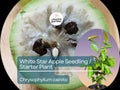White Star Apple Starter Plant (Chrysophyllum cainito) - Live Caimito Fruit Tree 12″-24″ - Tropical, Sweet Fruit for Garden & Orchard