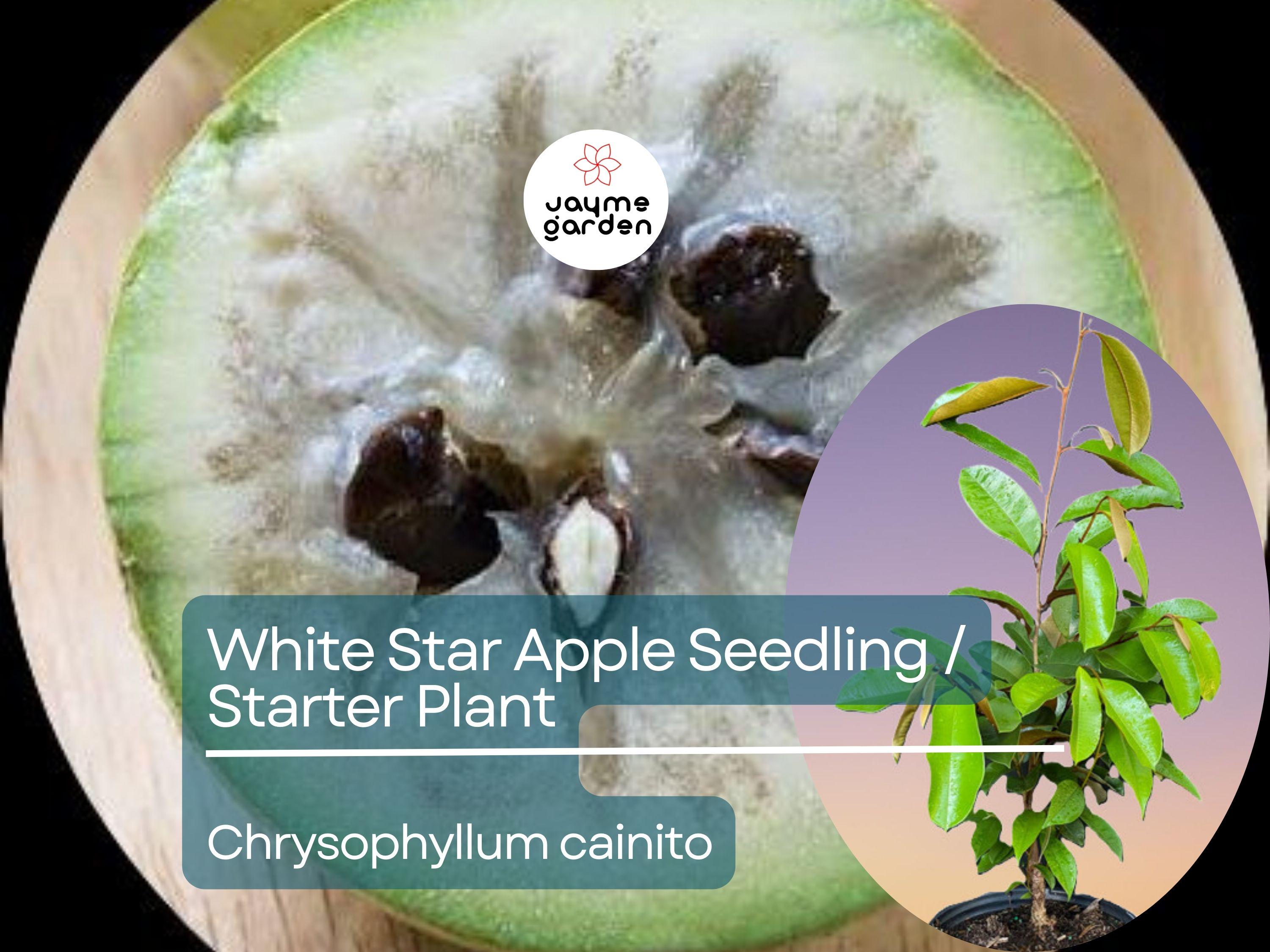 White Star Apple Starter Plant (Chrysophyllum cainito) - Live Caimito Fruit Tree 12″-24″ - Tropical, Sweet Fruit for Garden & Orchard