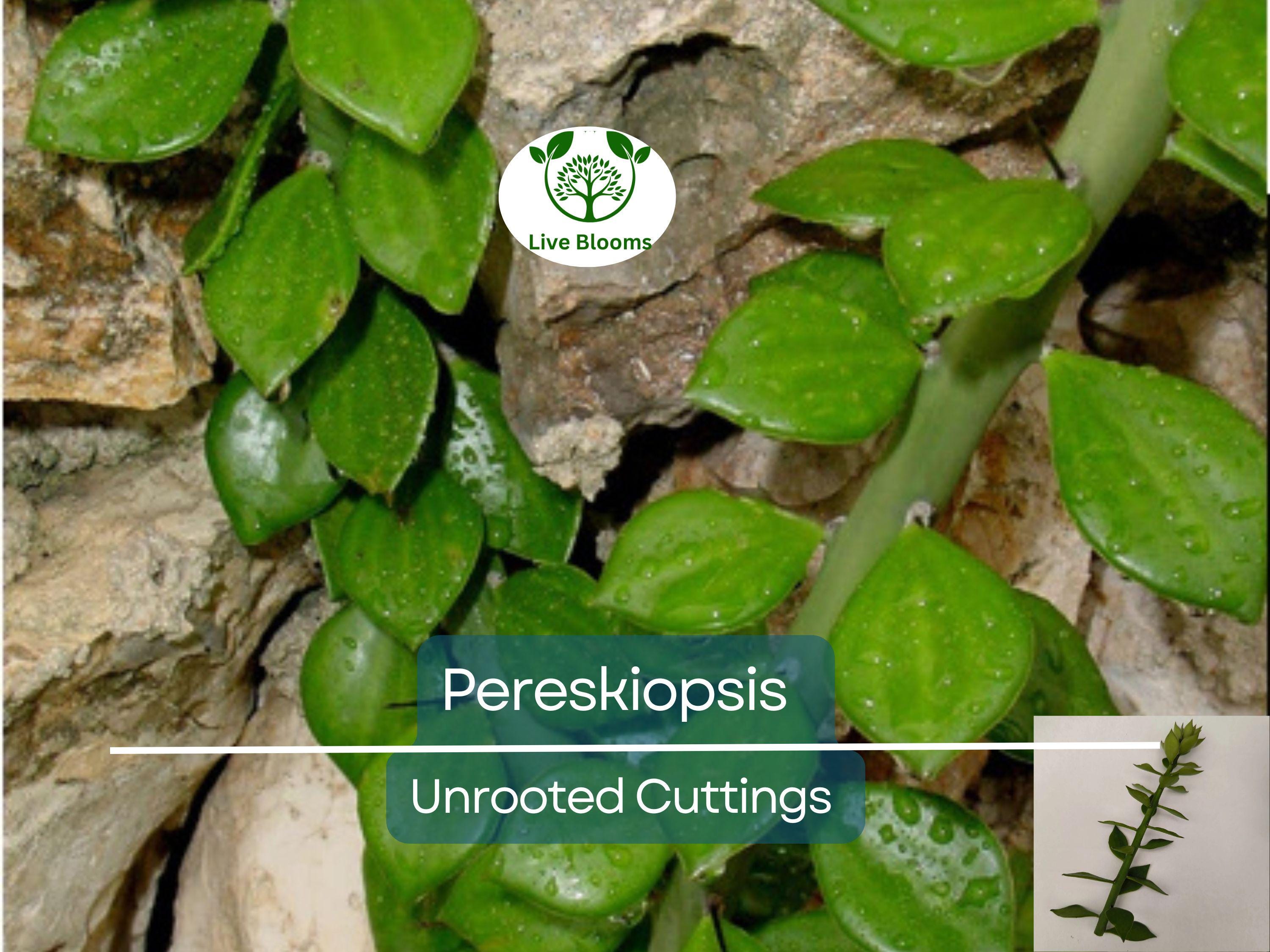 5pcs Pereskiopsis Unrooted Cuttings - Cactus Grafting Rootstock, Pereskiopsis spp., Cactus Propagation, Succulent Starter, Rare Cuttings