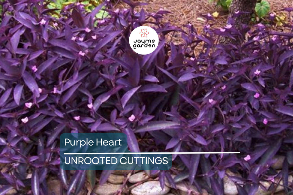 12 Live Purple Heart Plant Cuttings | Wandering Jew (Tradescantia Pallida) | Vibrant Purple Foliage for Indoor/Outdoor Gardens