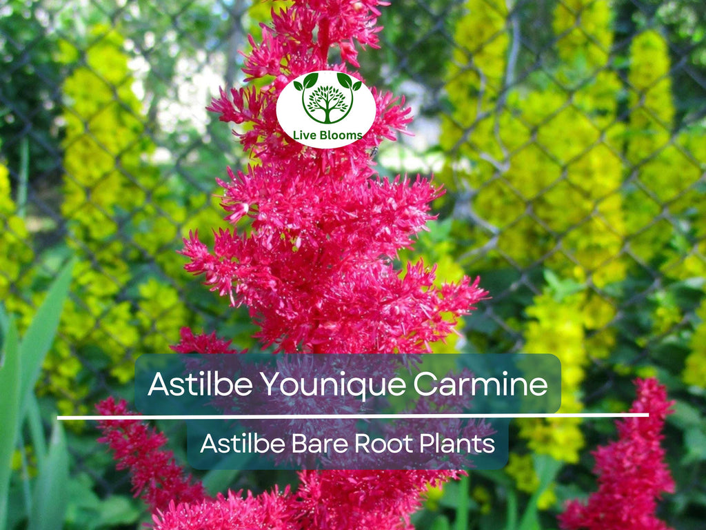 1 Astilbe Younique Carmine – Live Bare Root Shade Plant – Summer Blooms, Deer Resistant, Vibrant Pink-Red Perennial