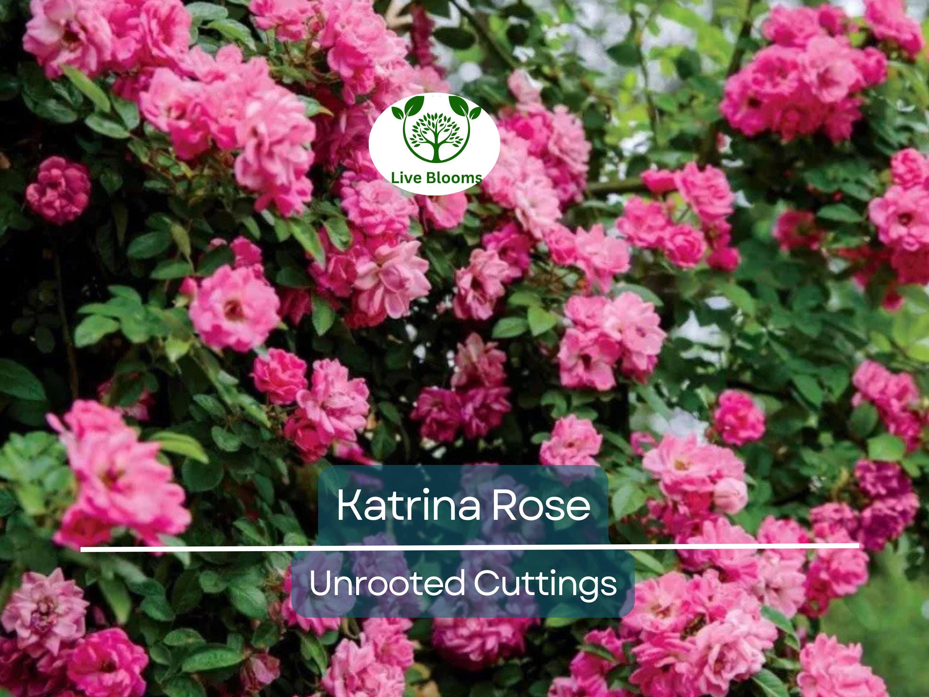5 Peggy Martin Rose Cuttings - Katrina Rose Unrooted 7-8” | Hardy Climbing, Rose of Katrina