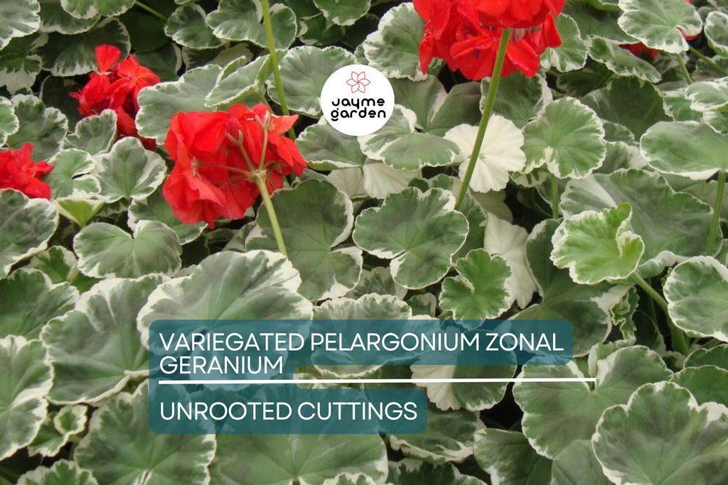 Rare Variegated Pelargonium Zonal Geranium Cutting 6" - Vivid Red Blooms, Hardy & Fast Growing