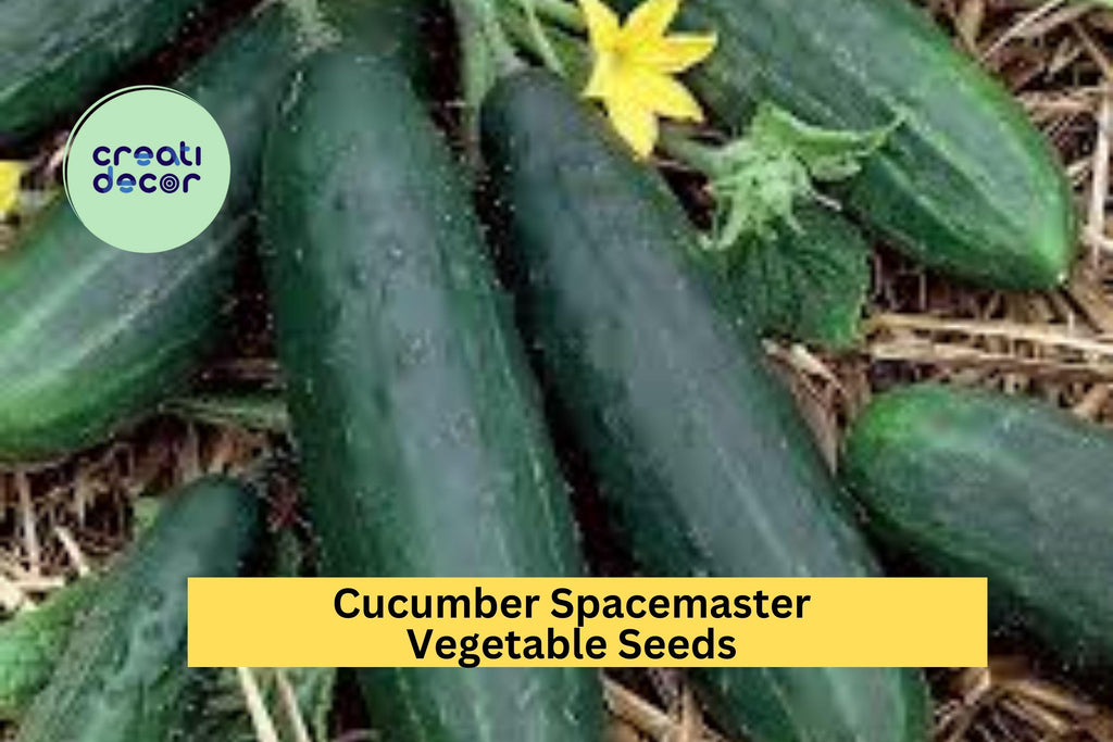 3pcs x 1g Cucumber Spacemaster 80 Seeds – Compact Bush Variety for Containers, Raised Beds, or Small Garden Spaces Seeds for Planting