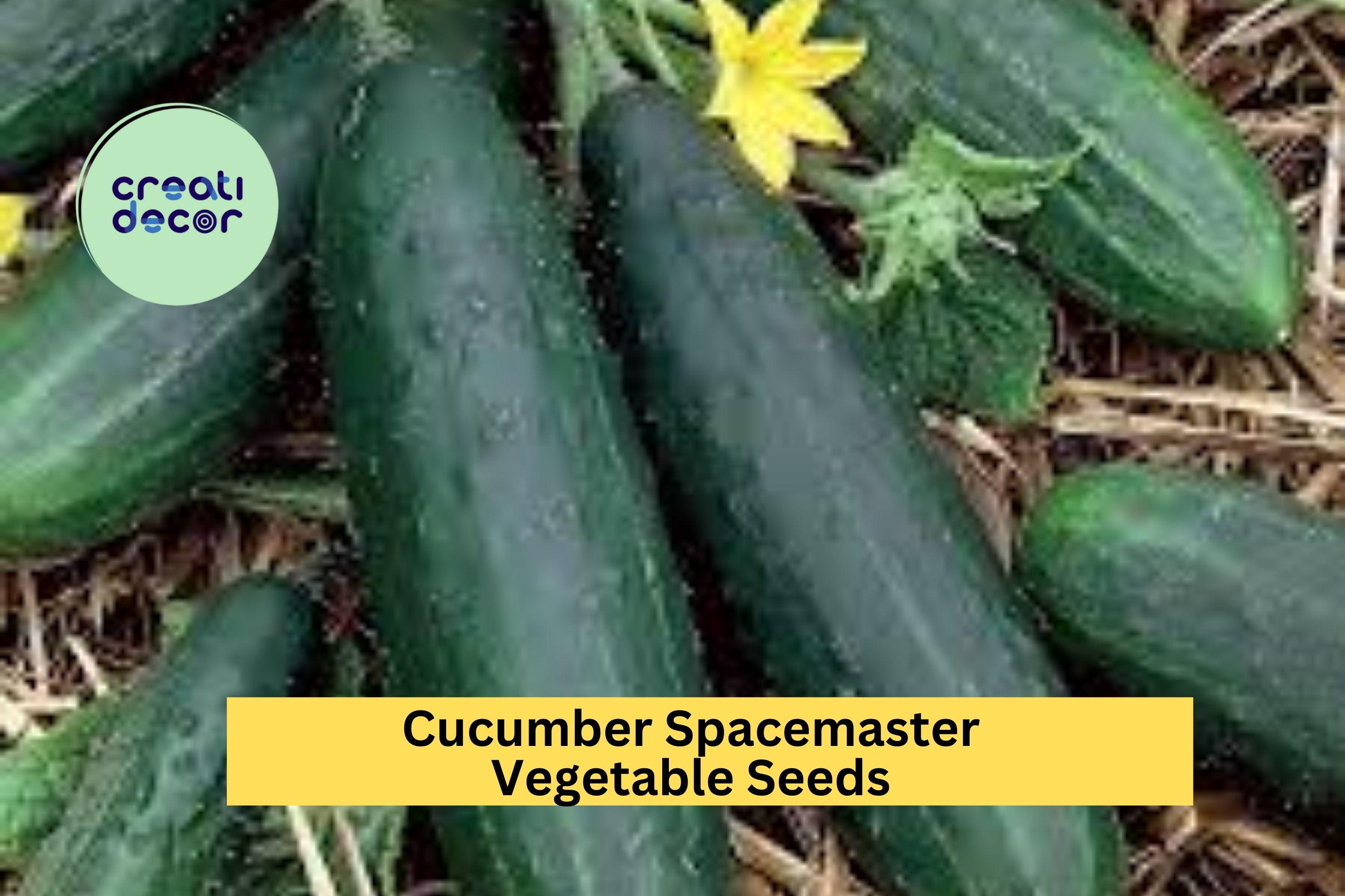 3pcs x 1g Cucumber Spacemaster 80 Seeds – Compact Bush Variety for Containers, Raised Beds, or Small Garden Spaces Seeds for Planting