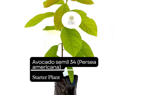 1 Avocado Semil 34 (Persea americana) Starter Plant – Tropical Live Fruit Tree 12″-24″
