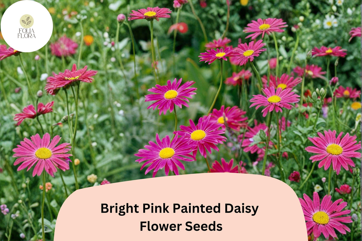 200+ Bright Pink Painted Daisy Seeds | Tanacetum coccineum | Hardy Perennial Flowers for Borders & Pollinator Gardens