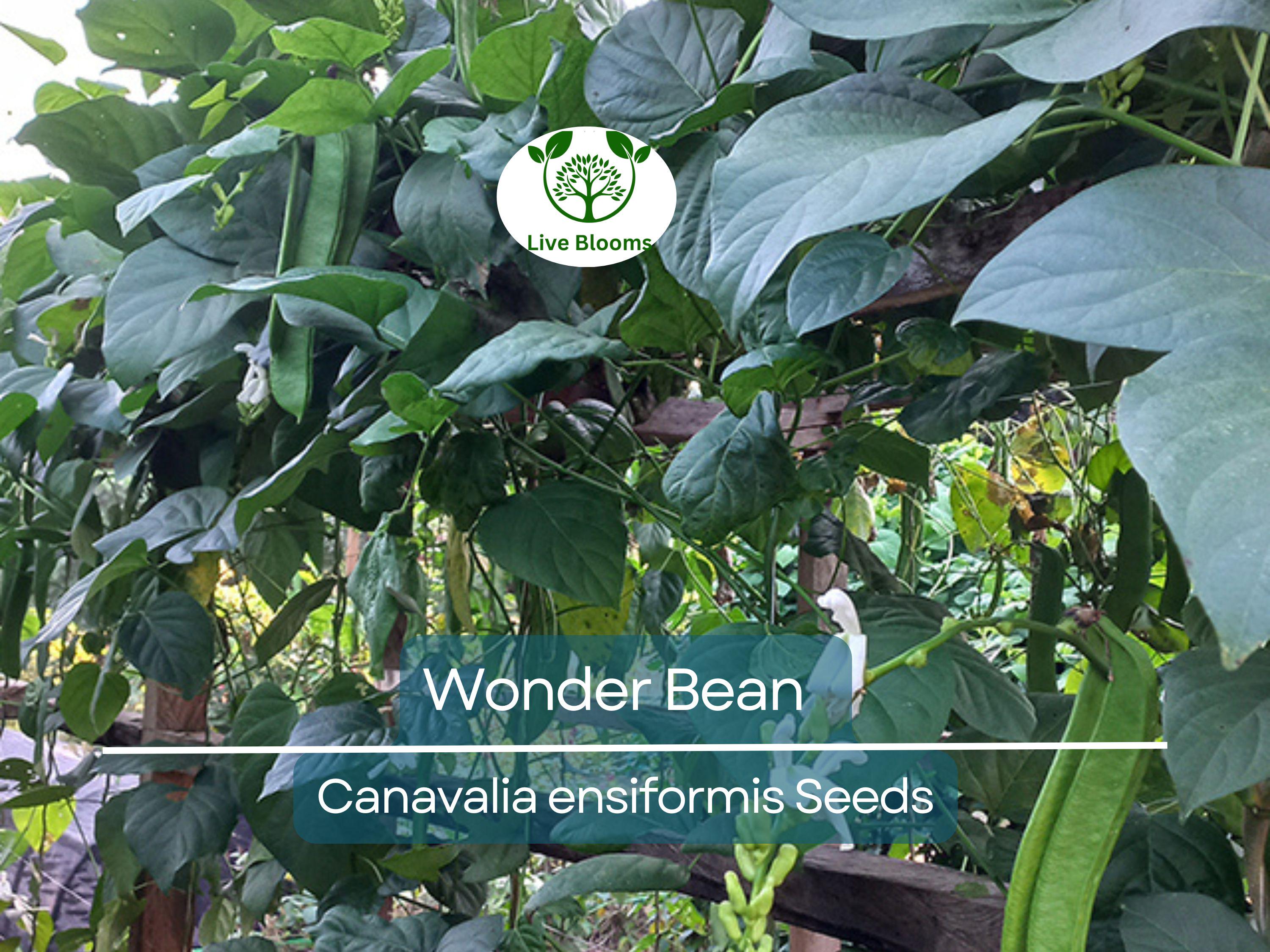 10 Wonder Bean Seeds - Giant Jack/Sword Beans (Canavalia ensiformis) - High-Yield, Easy to Grow, Edible Legume for Garden or Vine