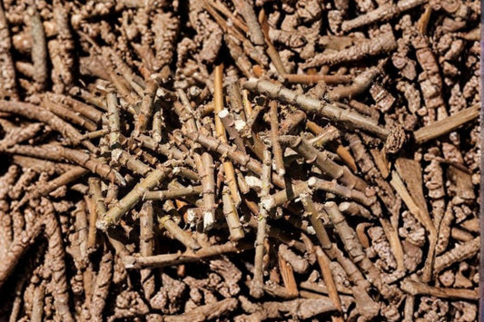 Cassava 6 Cuttings Assorted Sizes Ready to Plant (Manihot esculenta)