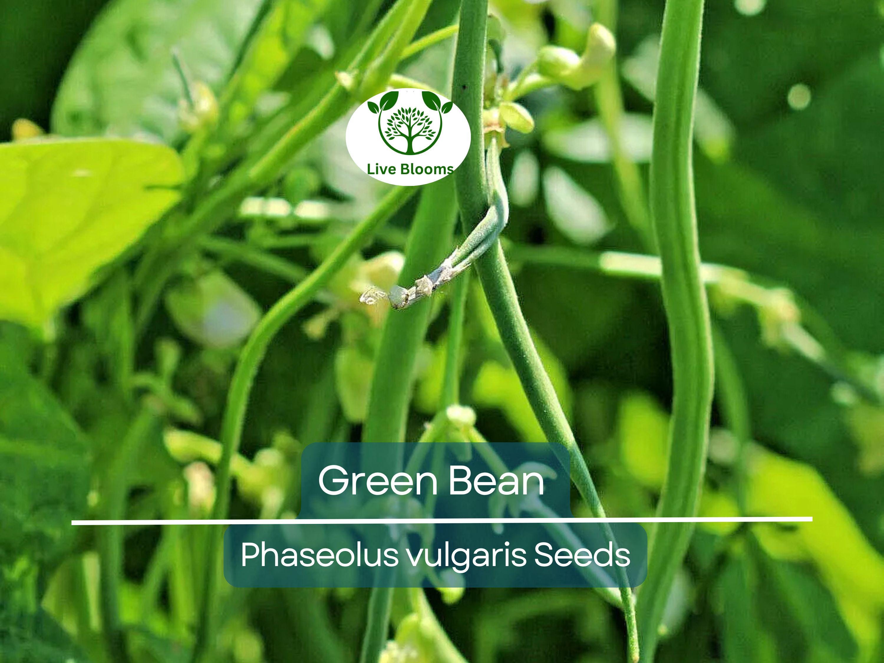 100 Green Bean Seeds - Bulk Jade Bush Beans for Planting (Phaseolus vulgaris) - High Yield, Easy to Grow Vegetable Seeds for Home Garden