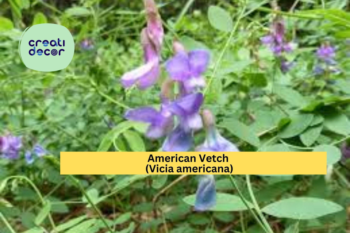 American Vetch Seeds (Vicia americana) – 25 Native Wildflower Seeds | Nitrogen Fixer | Pollinator Friendly | Vine for Meadows & Slopes