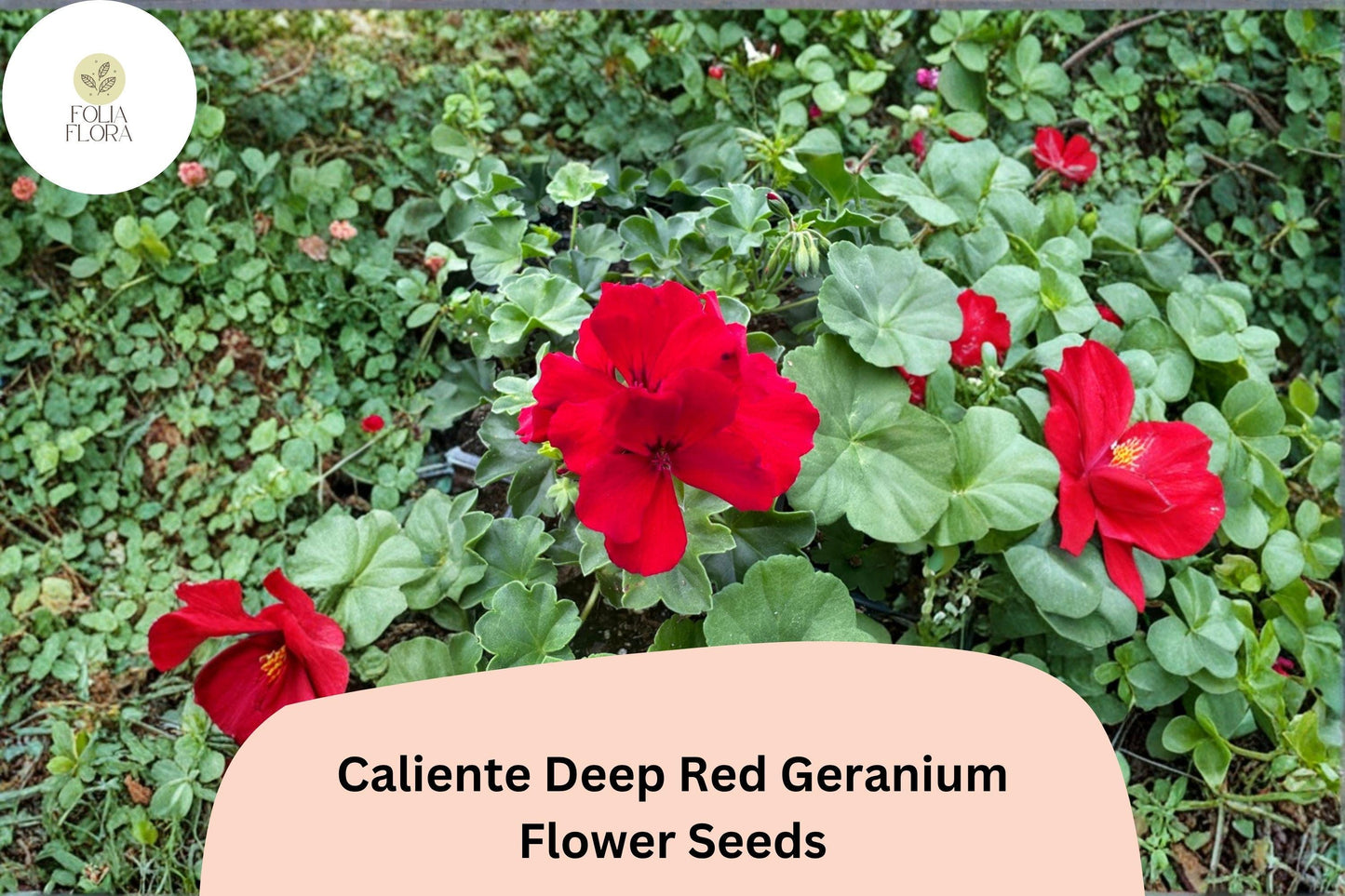 25+ Caliente Deep Red Geranium Seeds | Bold Scarlet Ivy Zonal Hybrid | Garden & Hanging Basket Flower